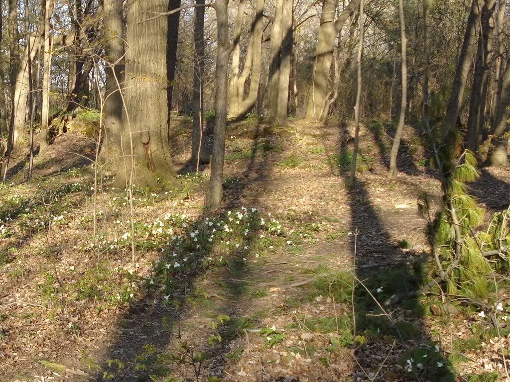 TrilliumsinaSouthernOntariowoods.jpg