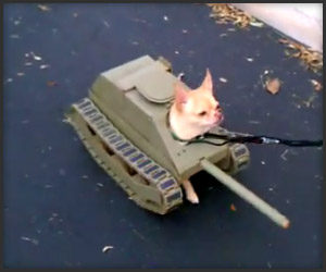102511_tank_dog_t.jpg