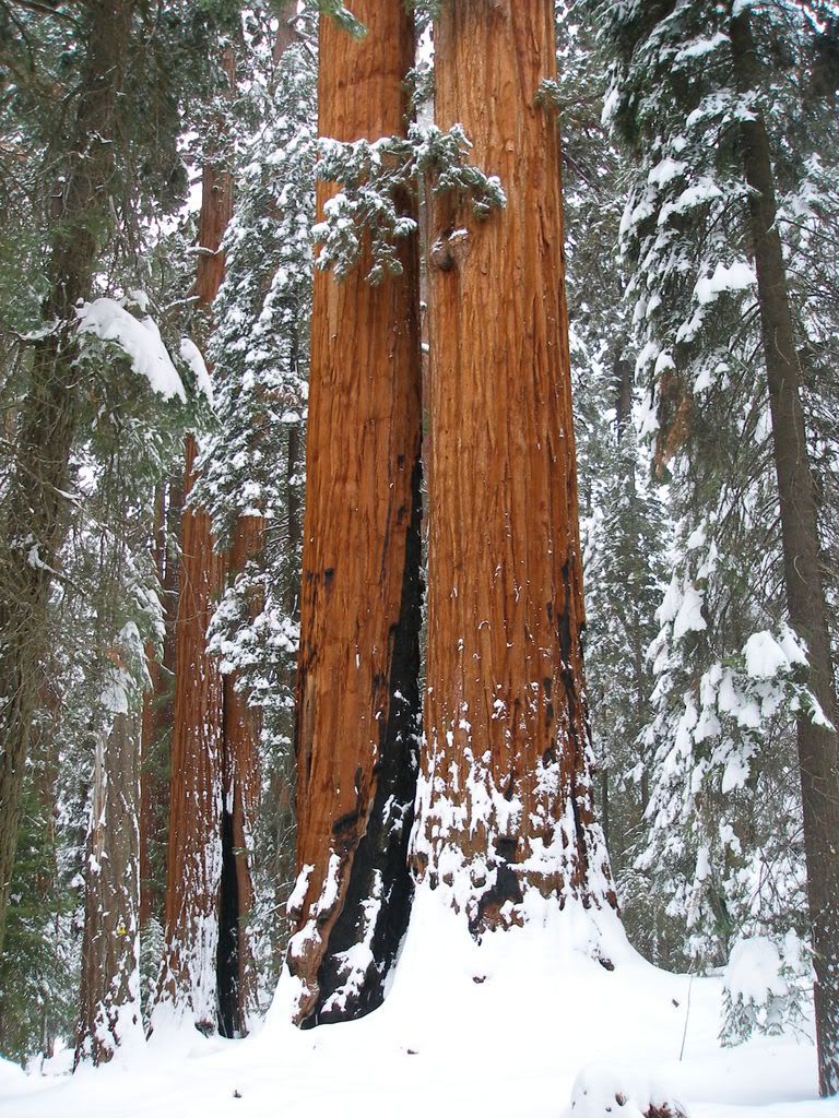 GiantForest2-7-09048.jpg