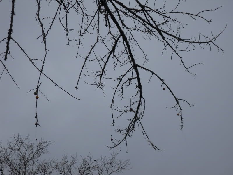 SDC12851.jpg