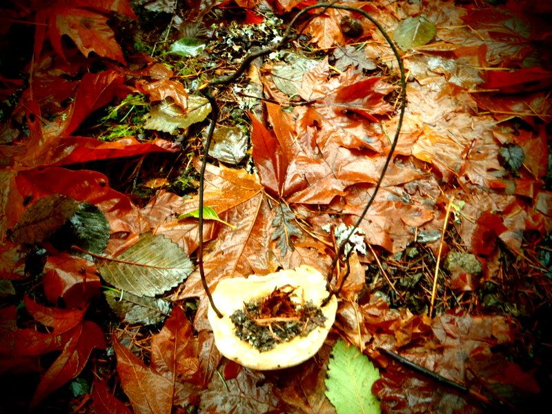 TodInletFall2012003.jpg