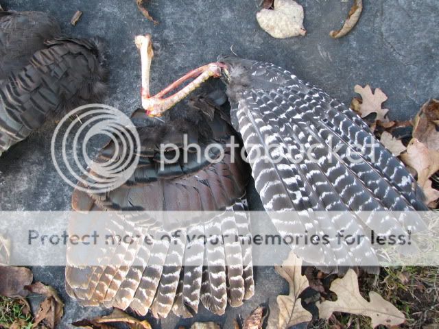 IMG_1020.jpg