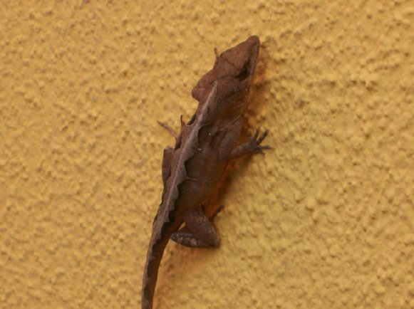 lizard5.jpg