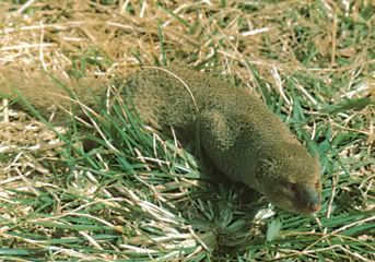 mongoose.jpg