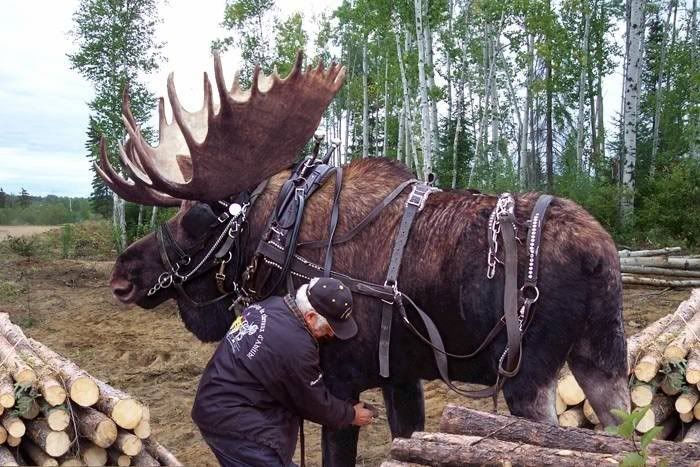 alaskanclydesdale1.jpg