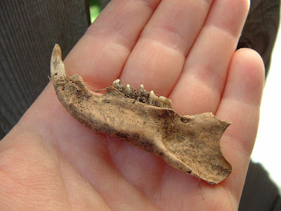 jaw4.JPG