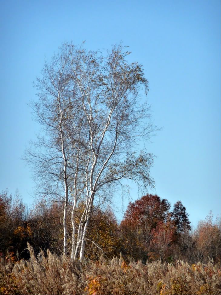 marshlandswildlife033.jpg