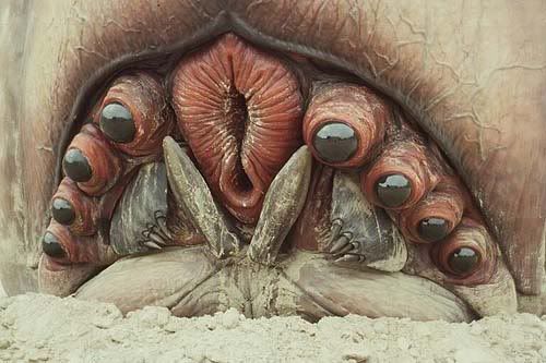 bug-6-pl.jpg