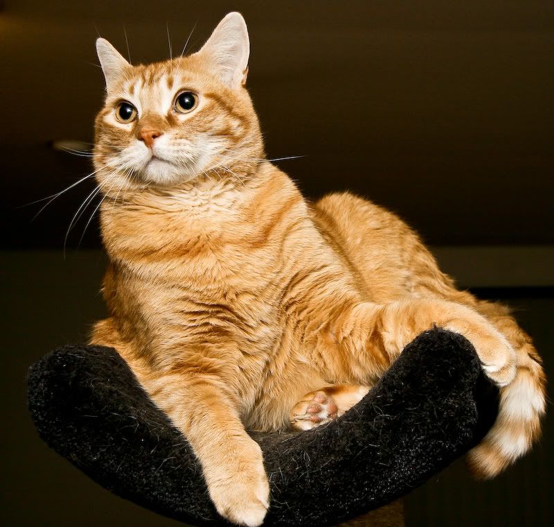 Toby_catpost-small.jpg