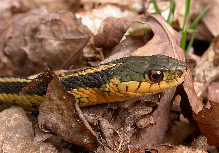 garter-snake-head-1-large.jpg