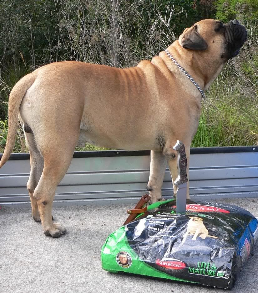 StanKibble2.jpg