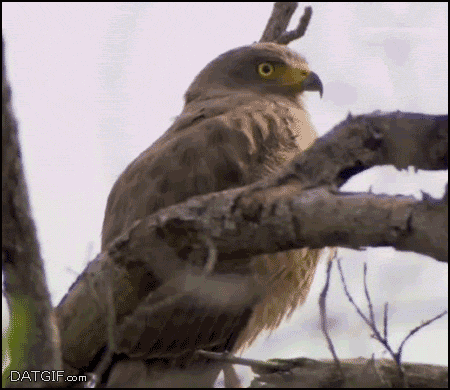 Eagle_zps765443e4.gif~original