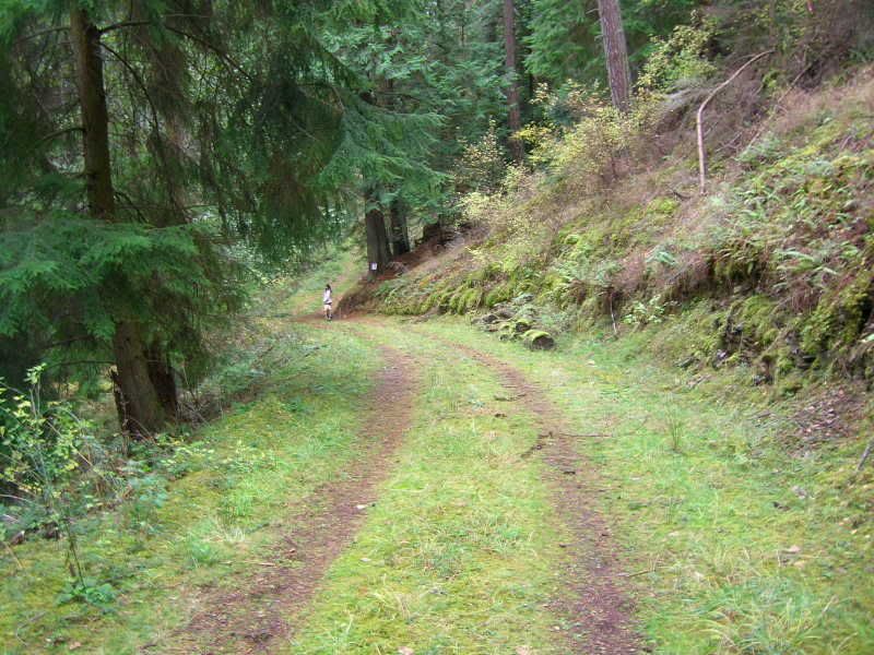 woodswalkingPicture038.jpg