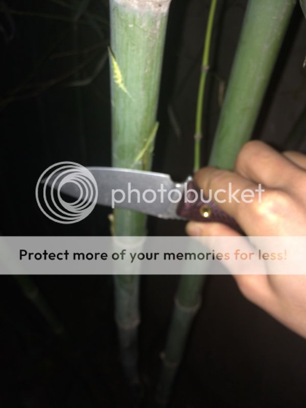 01BAMBOO2.jpg