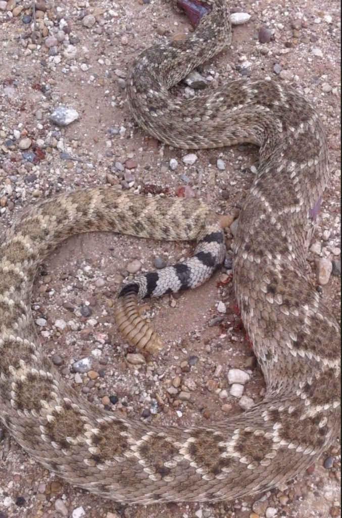 Snake_zps1e348b54.png
