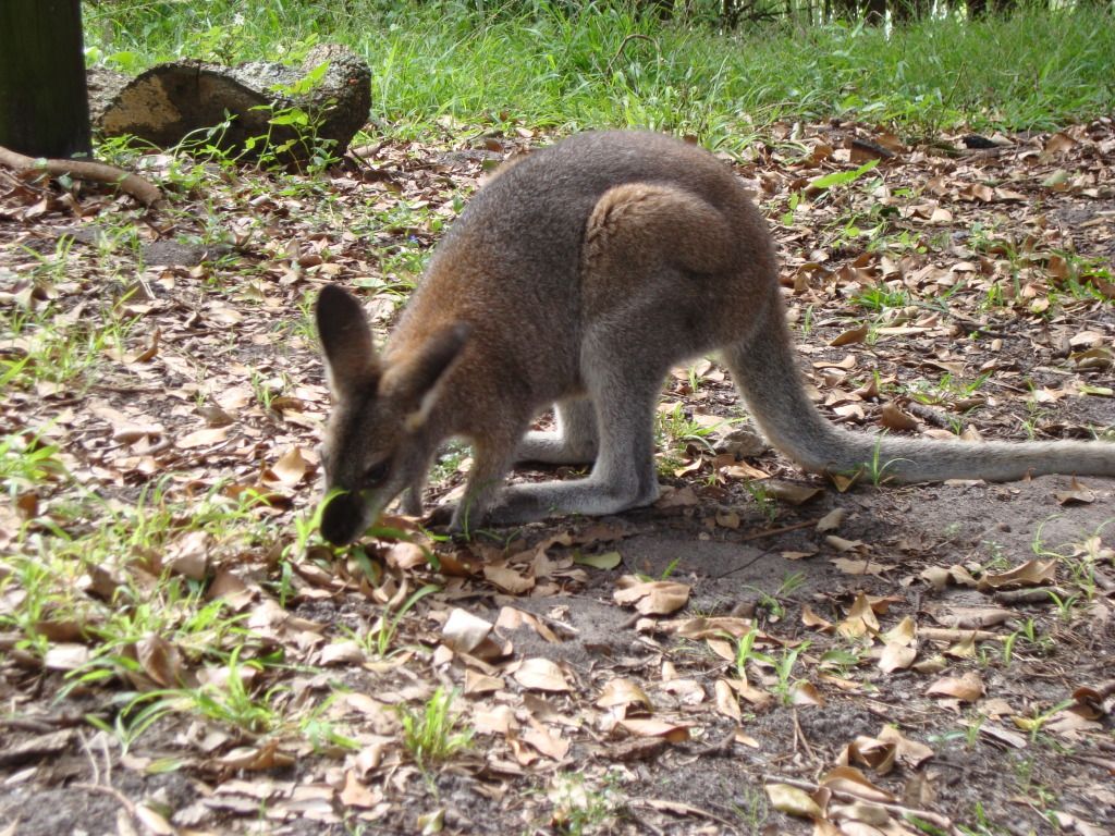 DSC04327.jpg