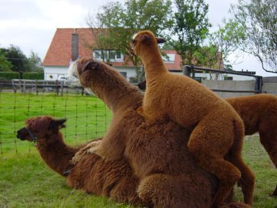 alpaca123.jpg