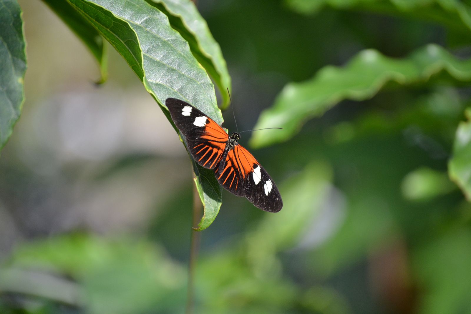 DSC_0461wa.jpg