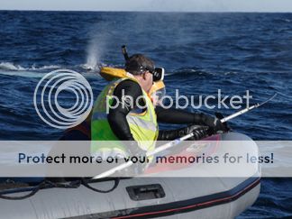 SpydercoWhaleRescueH1_zps6af28565.jpg