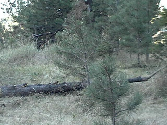 3Tarwar2logs012.jpg