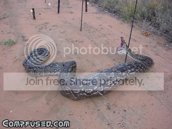 snake_fence1.jpg