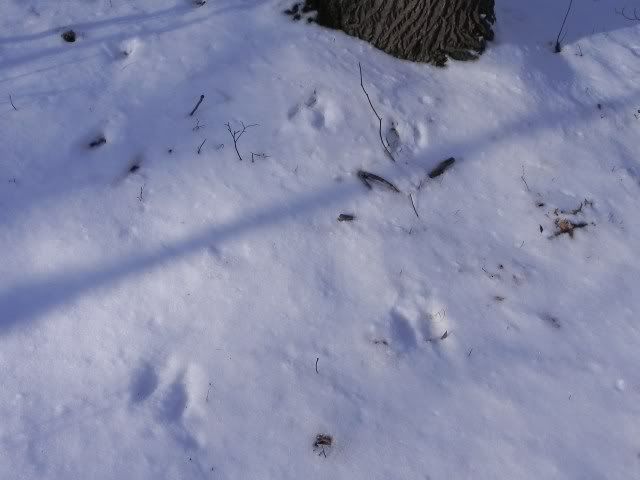 squirrel1.jpg