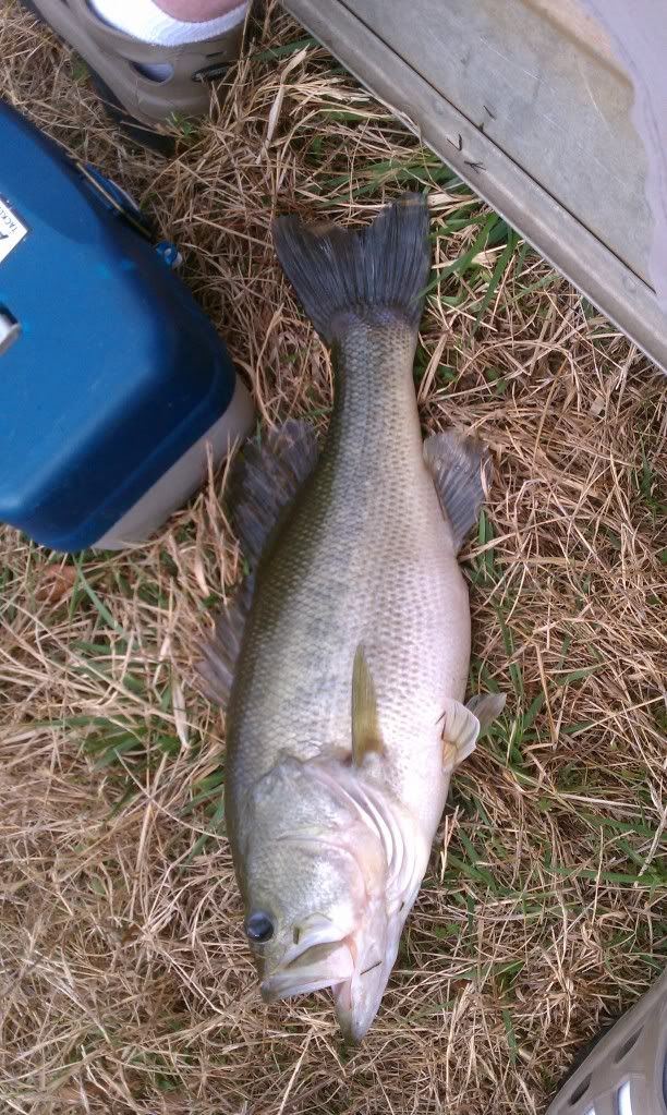 pondlargemouthredeye.jpg