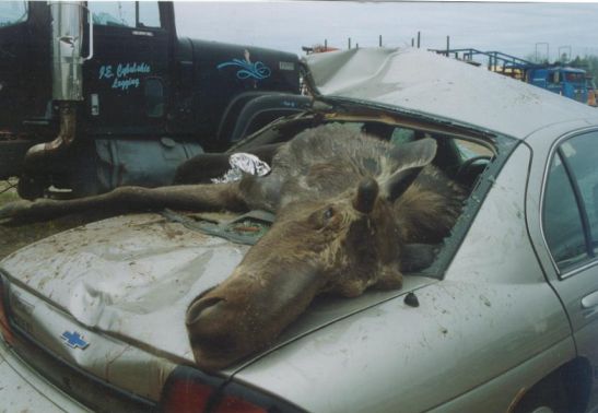 moose3.jpg