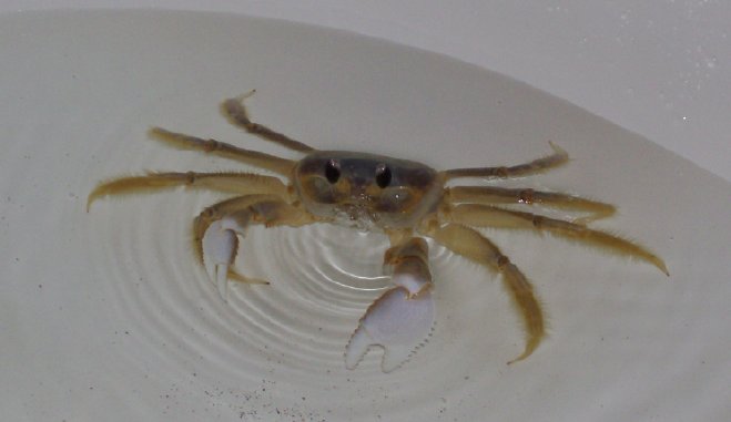 crab2.jpg