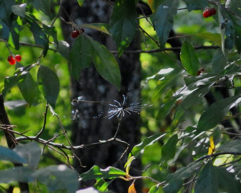 DSC_3375.jpg