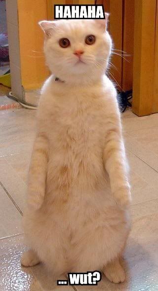 lolcat_hahaha_wut.jpg