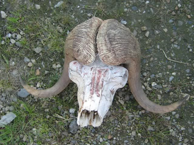 2009035.jpg