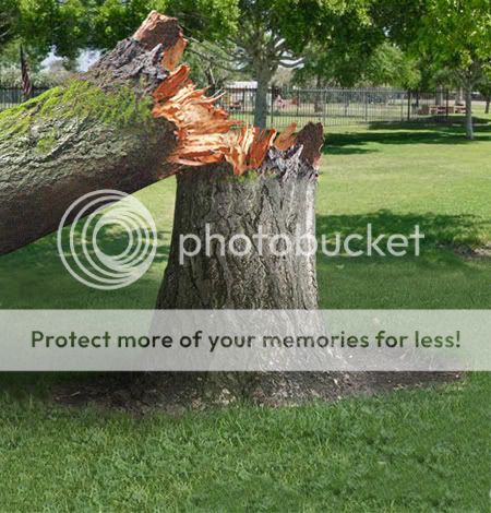 fallenTree.jpg