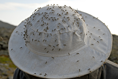 malaria_mosquito_swarm_z.jpg