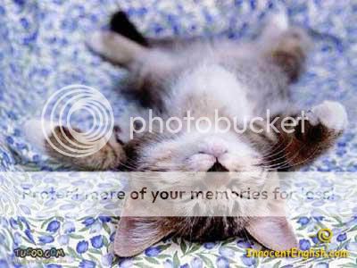 cute-kitten-3.jpg