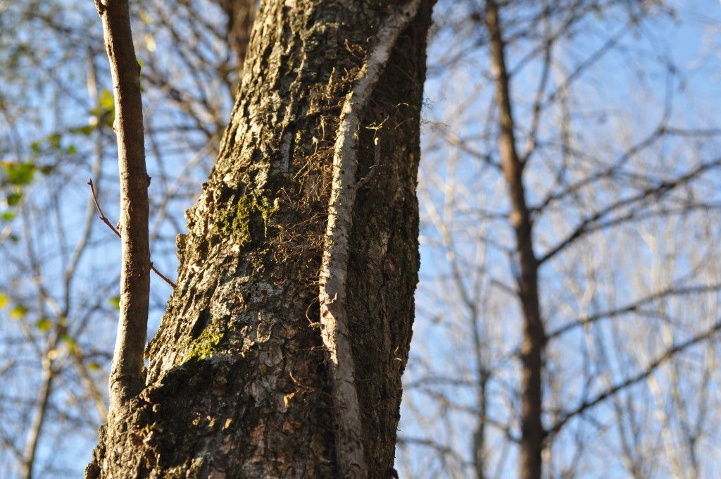 DSC_0979.jpg
