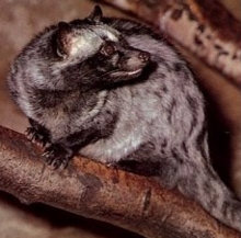 palm_civet.jpg