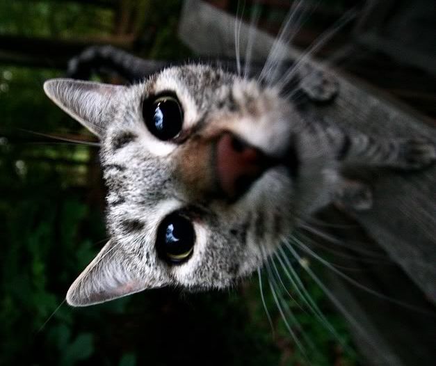 Nosey.jpg