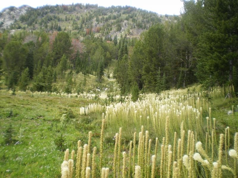 seaofbeargrass_zps9f82c7f0.jpg