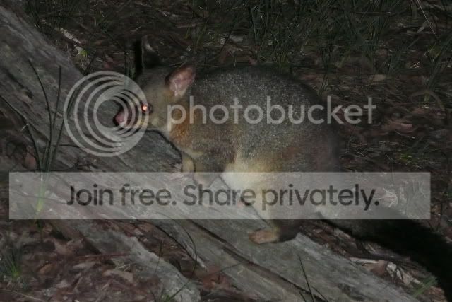 Possum1.jpg