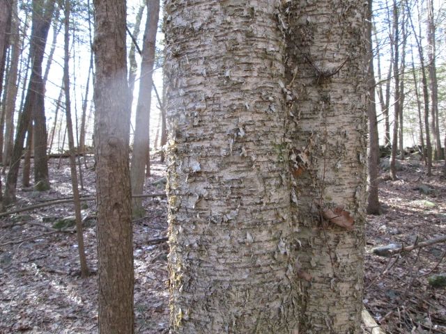 IMG_0933.jpg