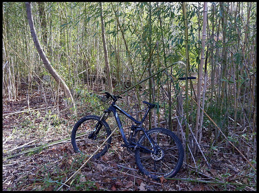 jungle_habitat_121110.jpg