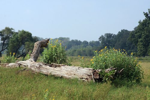 fallen-tree-in-farmers-field-oklahoma-ok003.jpg