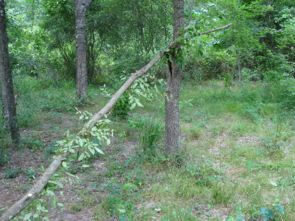 DSC04667.jpg
