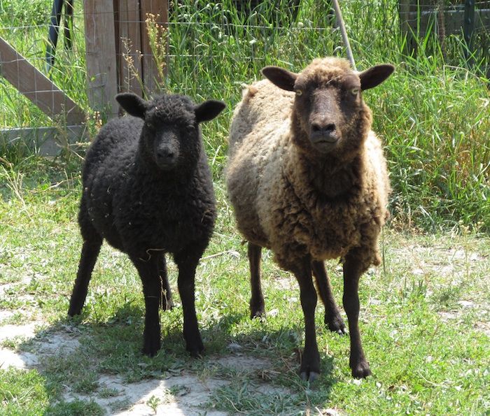 ewe5.jpg