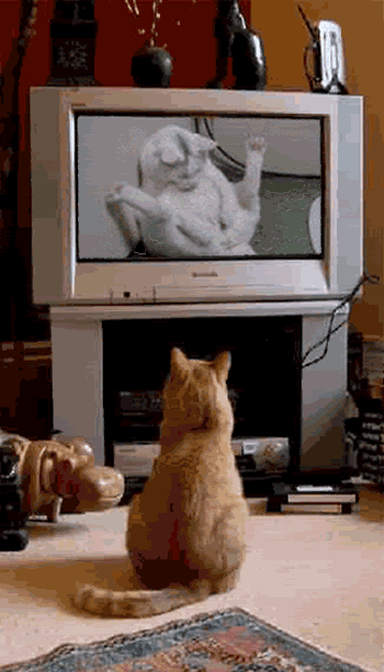 cat_pron.gif