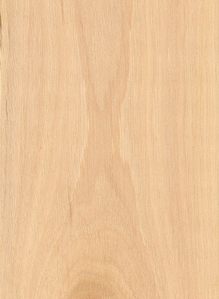 american-hornbeam-sealed.jpg
