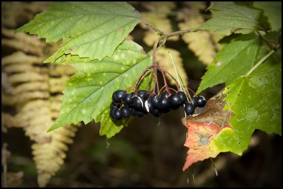 berry2.jpg