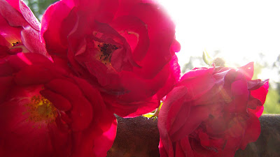 103_9243.JPG