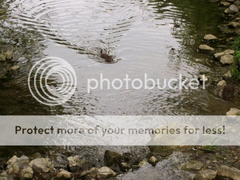 MuskratII.jpg~original